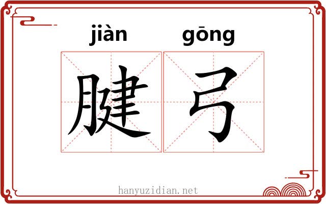 腱弓