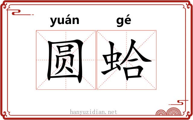 圆蛤