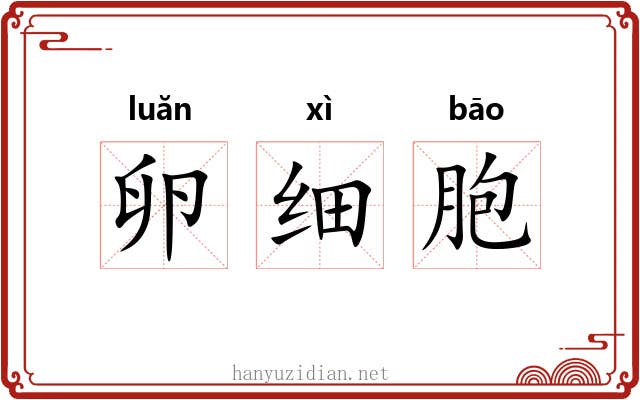 卵细胞