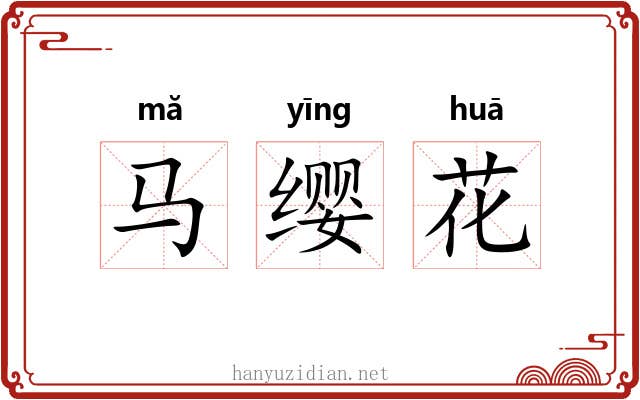 马缨花 马缨花