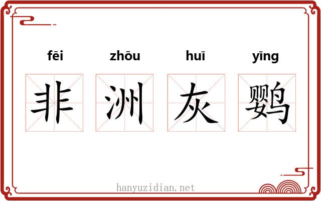 非洲灰鹦