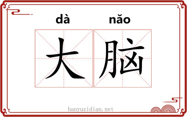 大脑 大脑