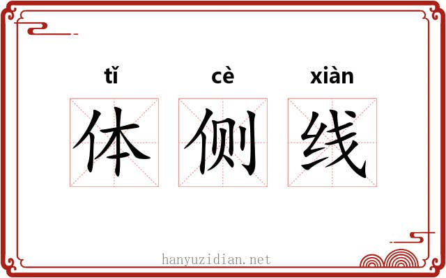 体侧线 体侧线