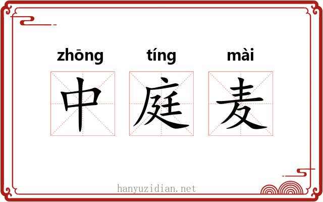 中庭麦 中庭麦