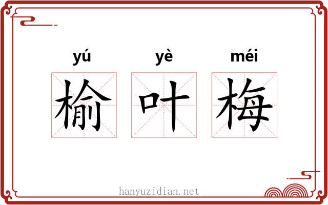 榆叶梅 榆叶梅