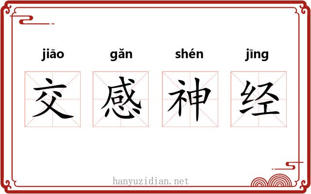 交感神经 交感神经
