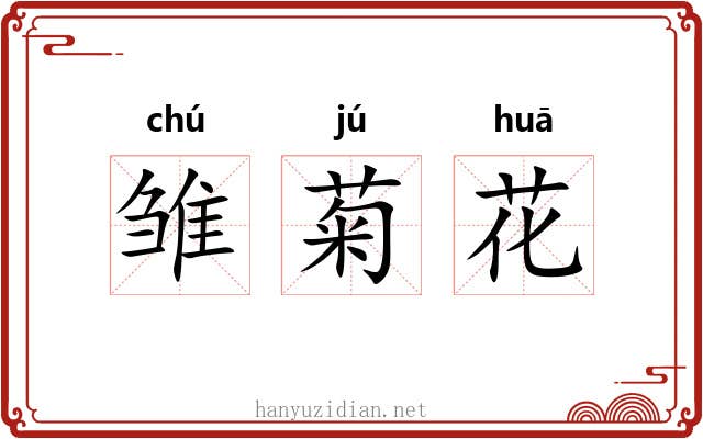 雏菊花