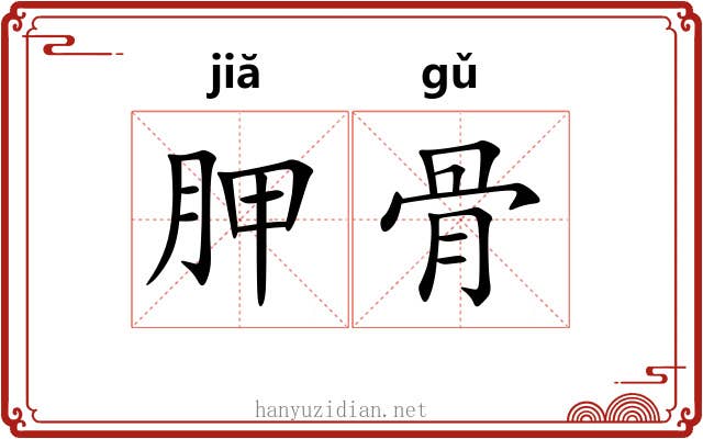 胛骨 胛骨