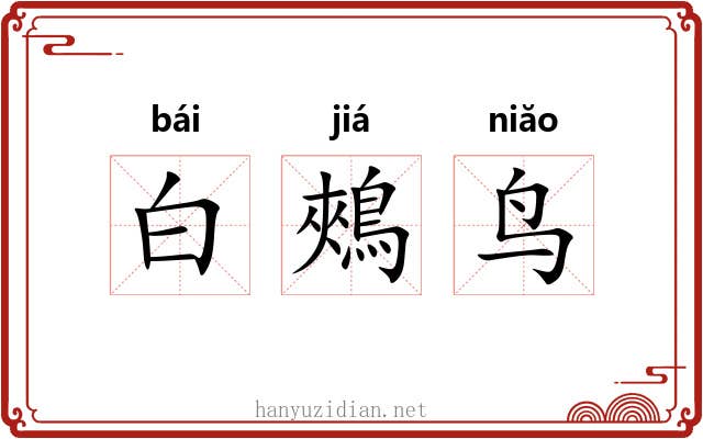 白鵊鸟 白鵊鸟