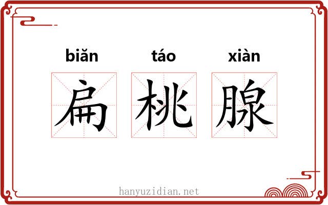 扁桃腺