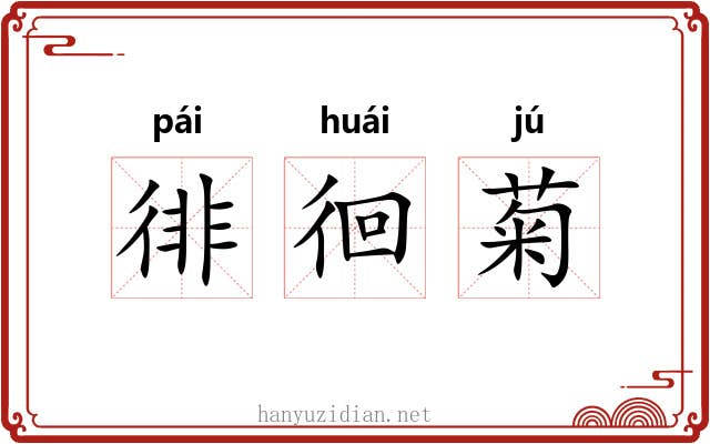 徘徊菊