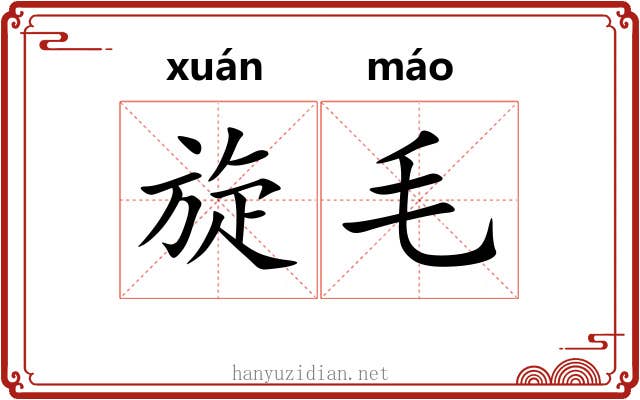 旋毛 旋毛