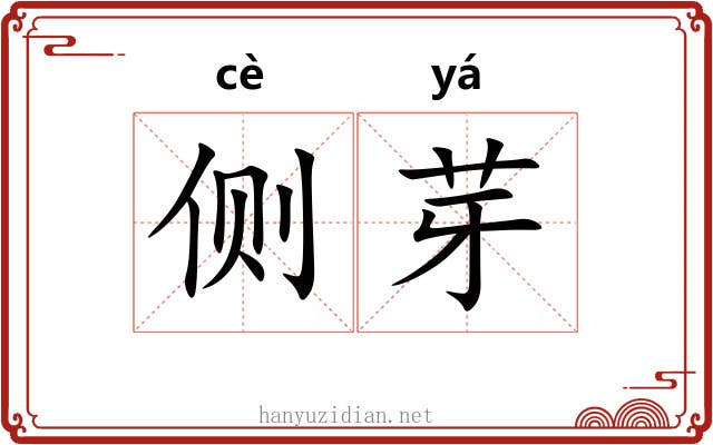 侧芽