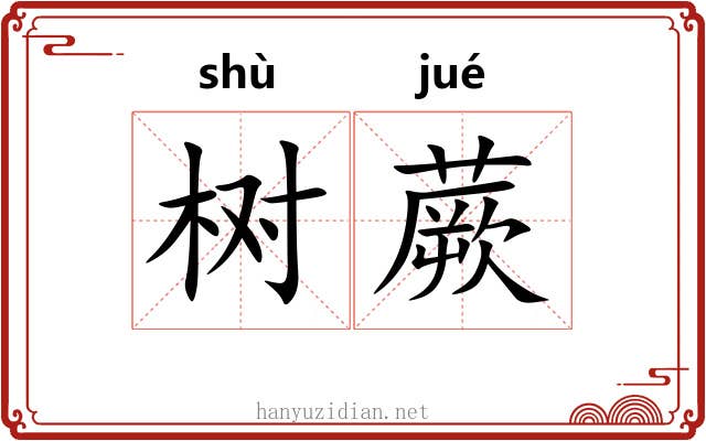 树蕨