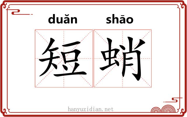 短蛸