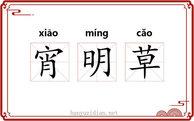 宵明草 宵明草
