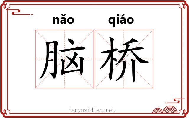 脑桥 脑桥