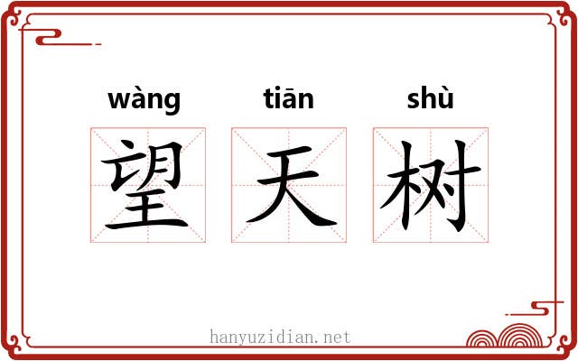 望天树 望天树