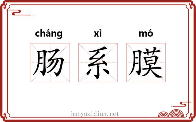 肠系膜 肠系膜