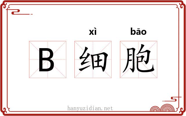 B细胞 B细胞