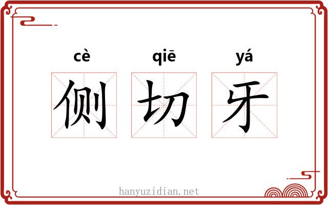 侧切牙 侧切牙