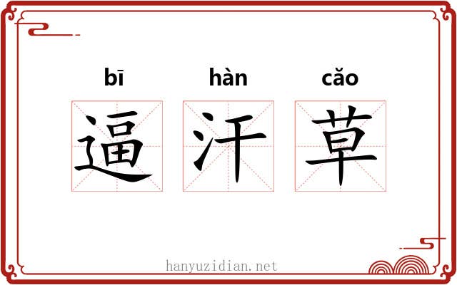 逼汗草 逼汗草