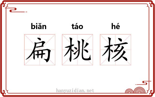 扁桃核 扁桃核
