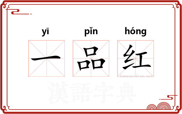 一品红