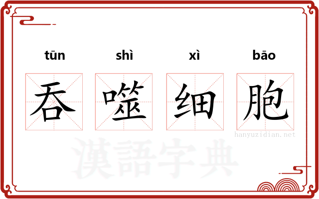 吞噬细胞 吞噬细胞