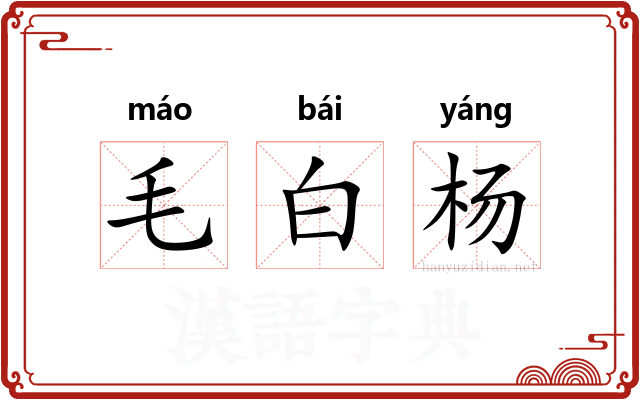 毛白杨 毛白杨