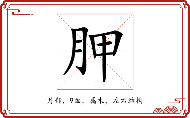 胛 胛